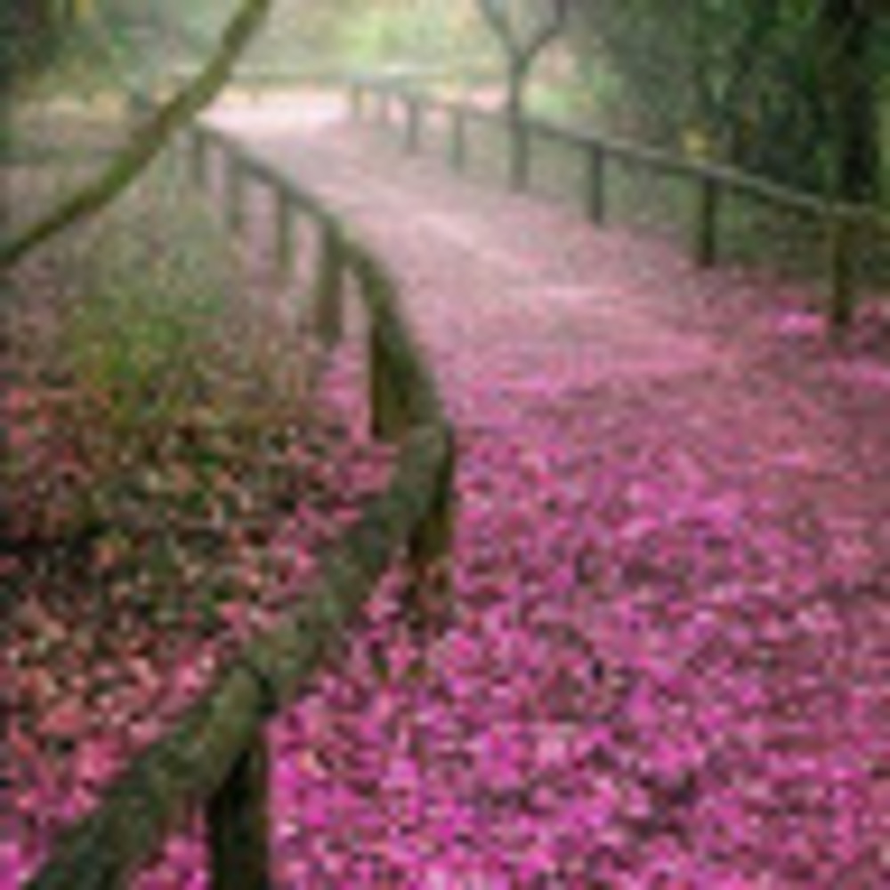 Meet your Posher, Irene